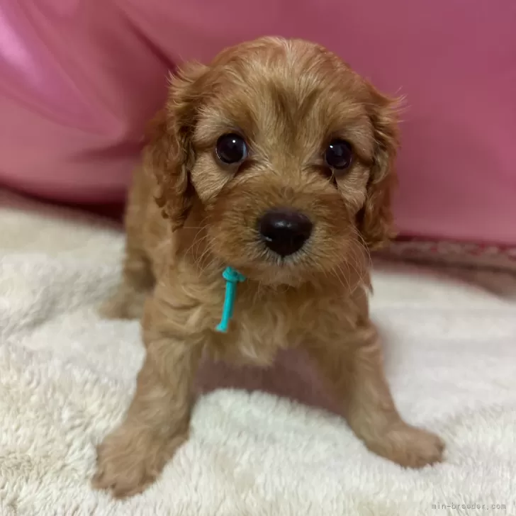 ID:2501-06251の子犬