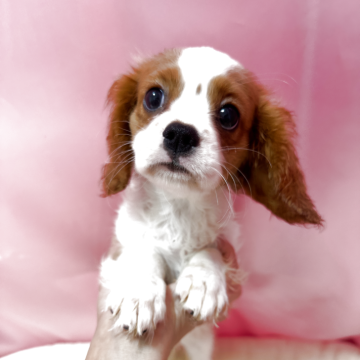 キャバリア【茨城県・女の子・2025年8月28日・ブレンハイム】の写真「可愛い女の子💕」