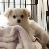 チワワ(ロング)