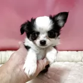 チワワ(ロング)