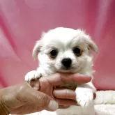 チワワ(ロング)