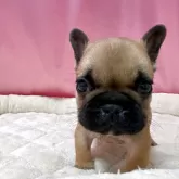 フレンチブルドッグ