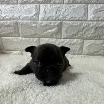 フレンチブルドッグ【茨城県・女の子・2024年3月12日・ブリンドル】の写真「小ぶりで可愛い女の子」