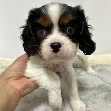キャバリア【茨城県・男の子・2024年8月9日・トライ】の写真「お顔の可愛い男の子」