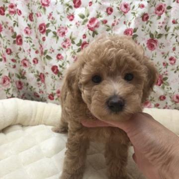 トイプードル(トイ)【茨城県・女の子・2022年5月30日・アプリコット】の写真「可愛い女の子」