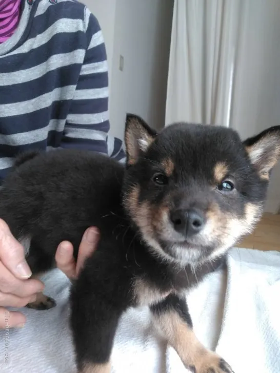 ID:2202-03575の子犬
