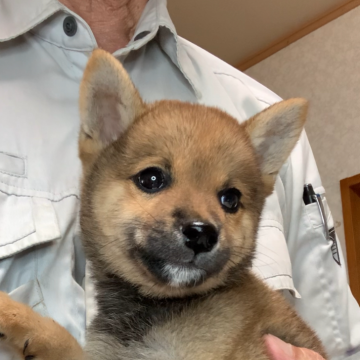 柴犬(豆柴)【岩手県・男の子・2024年4月22日・赤】の写真「極小柴犬の両親で、8/5現在1.5kgの超小型」