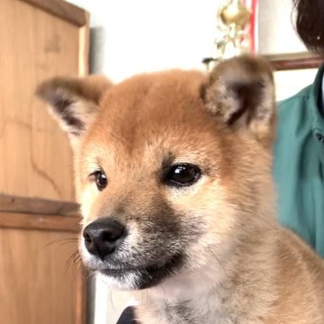 柴犬(豆柴)【岩手県・男の子・2023年8月23日・赤】の写真「なかなか手に入りにくい、特別貴重な血統の子」