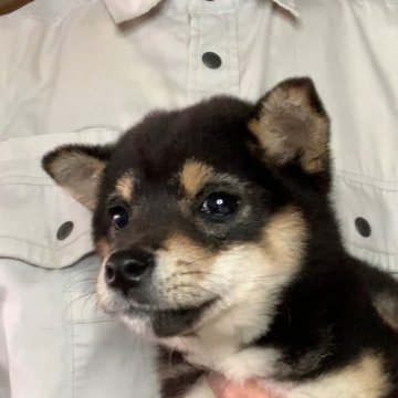 柴犬(豆柴)【岩手県・男の子・2023年12月28日・黒】の写真「希少な両親とも小豆柴で、5／6現在1.8kgです。」