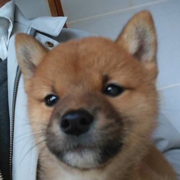柴犬(豆柴)【岩手県・男の子・2022年12月15日・赤】の写真「赤毛で健康で元気な極小柴サイズで小ぶりな仔です。」