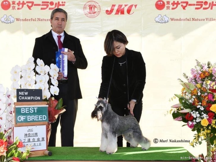 工藤　綾子(くどう　あやこ)ブリーダー(神奈川県・柴犬など・JKC/日本犬保存会登録)の紹介写真6