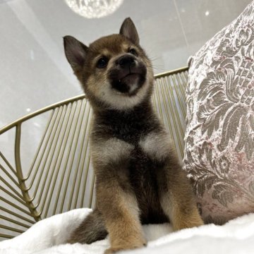 柴犬(標準サイズ)【神奈川県・男の子・2025年8月14日・胡麻】の写真「チャンピオン家系のとても希少な胡麻色の男の子です！」