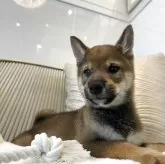 柴犬(標準サイズ)