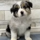 ボーダーコリー