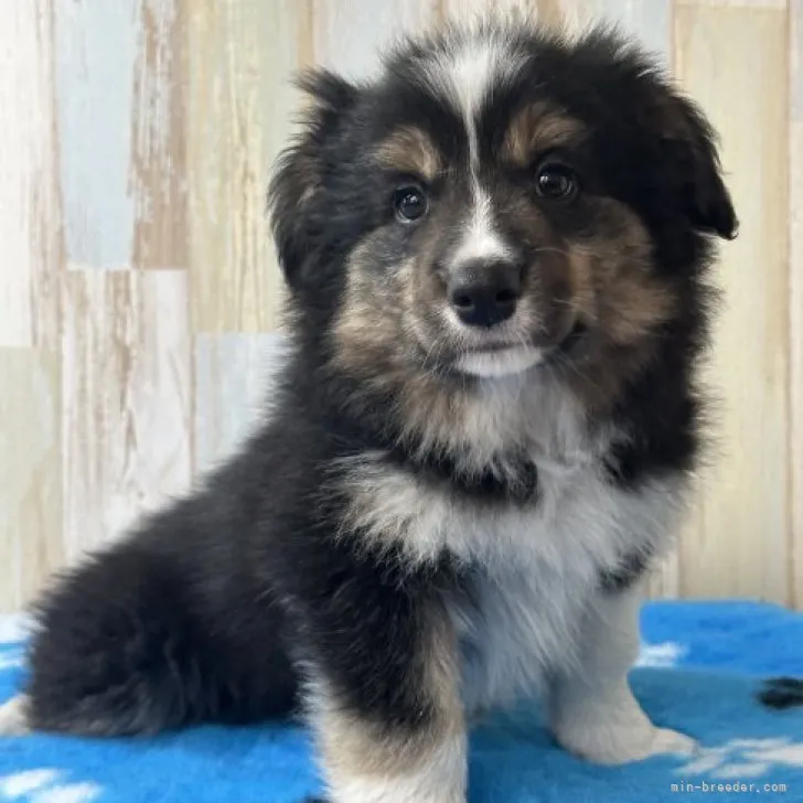 ID:2304-00108の子犬