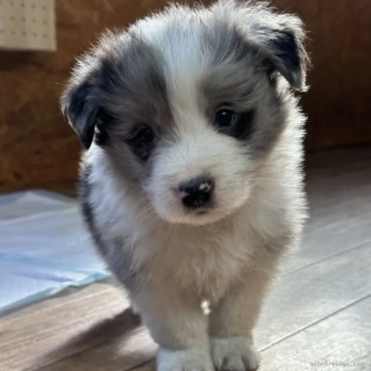 ID:2305-02481の子犬