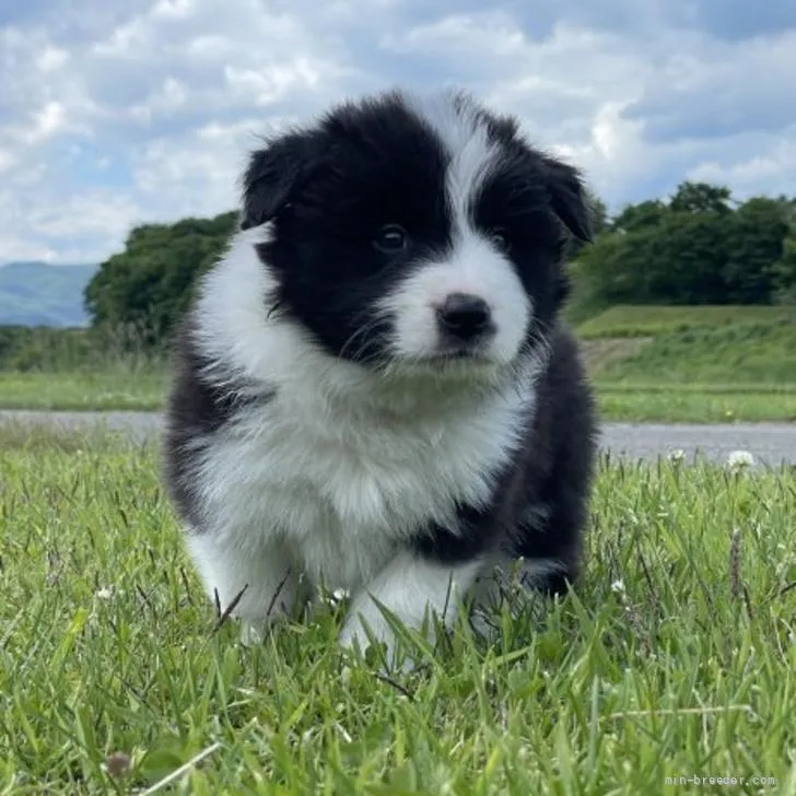 ID:2206-01309の子犬