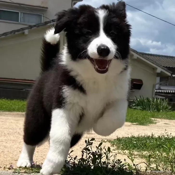 ID：2407-03865の子犬