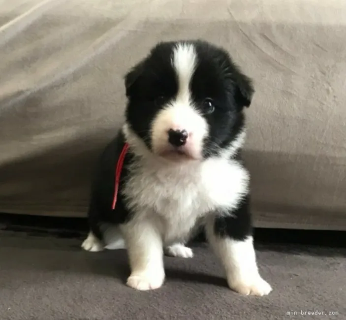 ID：2207-03146の子犬
