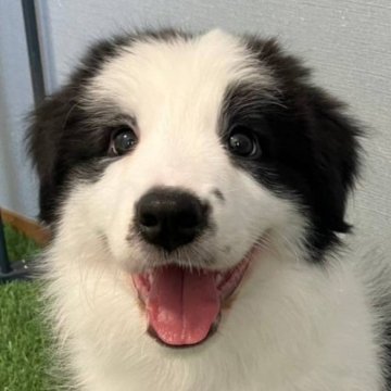 ボーダーコリー【岡山県・女の子・2024年6月22日・ブラック&ホワイト】の写真「優良血統でしっかりもの🐾」