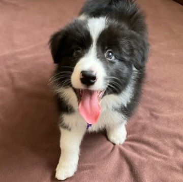 ボーダーコリー【岡山県・男の子・2023年7月7日・ブラック&ホワイト】の写真「好奇心旺盛な愛嬌いっぱいの男の子です♡」