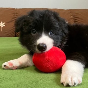 ボーダーコリー【岡山県・男の子・2023年7月27日・ブラック&ホワイト】の写真「超甘えん坊な男の子」