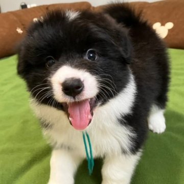 ボーダーコリー【岡山県・女の子・2023年7月27日・ブラック&ホワイト】の写真「くりくりした目の優しい女の子」