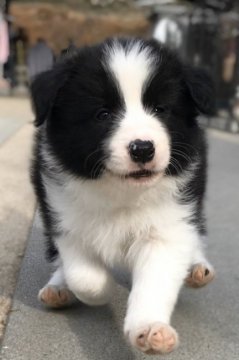 ボーダーコリー【岡山県・男の子・2019年12月8日・ブラック&ホワイト】の写真「両親共にショードッグ、優良血統のイケメンな男の子」