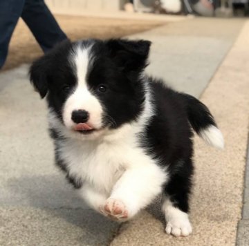 ボーダーコリー【岡山県・男の子・2019年12月8日・ブラック&ホワイト】の写真「両親共にショードッグ、優良血統の賢い男の子」