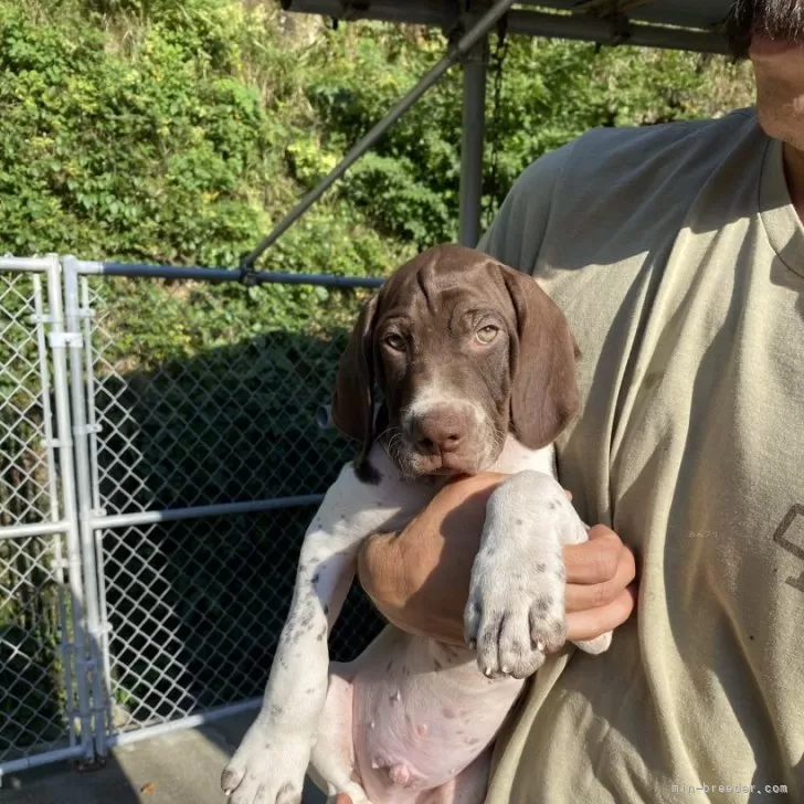 ID：2509-07757の子犬