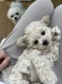 マルプー(トイプードル×マルチーズ)【福岡県・女の子・2025年5月18日・クリーム系】の写真6