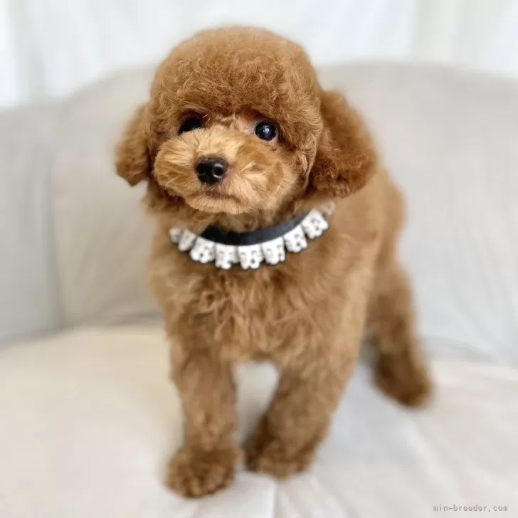 K 様のお迎えした子犬