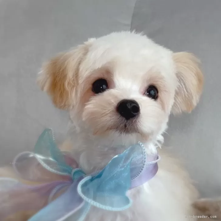 ID：2502-05542の子犬