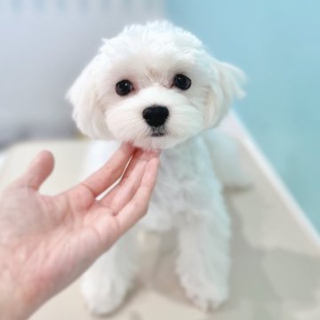 マルチーズ【福岡県・男の子・2025年1月20日・ホワイト】の写真「子犬らしい元気さと、おとなしさのハイブリッド✨」
