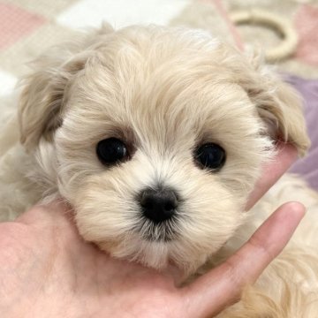 マルプー(トイプードル×マルチーズ)【福岡県・女の子・2025年8月22日・ミルクティー】の写真「ちまちま懐っこいプリンセス👑✨」
