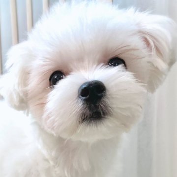 マルチーズ【福岡県・女の子・2025年1月20日・ホワイト】の写真「ふわふわ、いい毛質・毛量してます！」