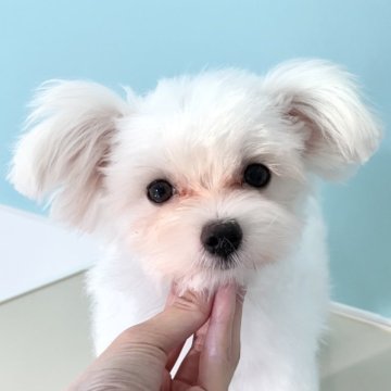 マルチーズ【福岡県・男の子・2025年4月25日・ホワイト】の写真「可愛く育ってきてます！」