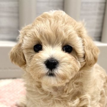 マルプー(トイプードル×マルチーズ)【福岡県・女の子・2025年9月12日・アプリコット】の写真「しっかり食べてすくすく育ってます😊🎀」