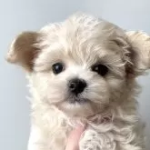 マルプー(トイプードル×マルチーズ)【福岡県・女の子・2025年5月18日・クリーム系】の写真1