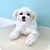 マルチーズ