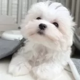 マルチーズ