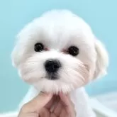 マルチーズ