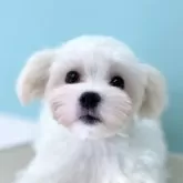 マルチーズ