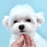 マルチーズ