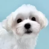 マルチーズ