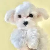 マルチーズ