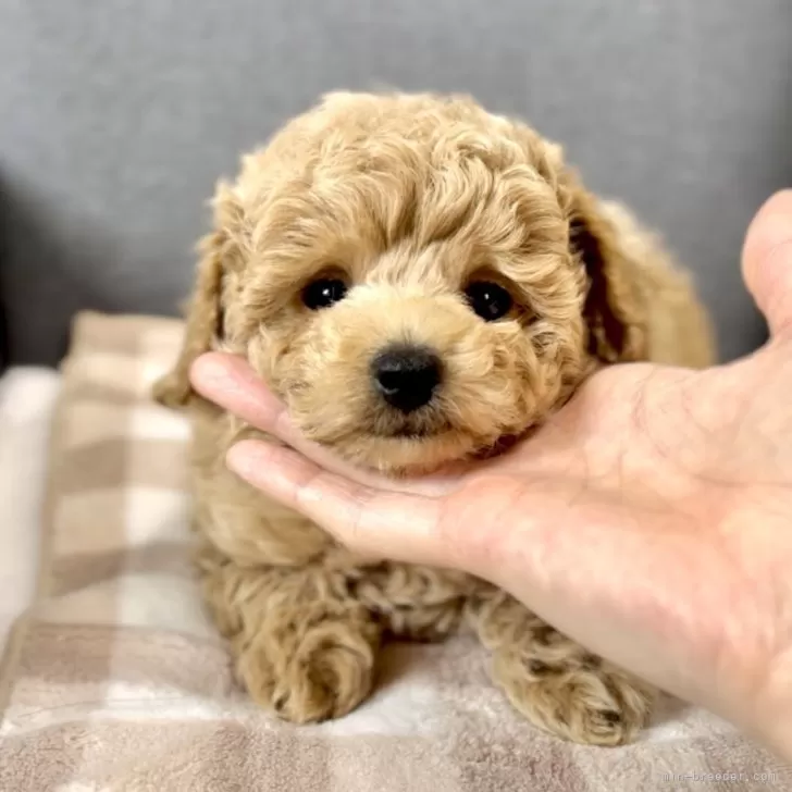 ID：2403-03350の子犬
