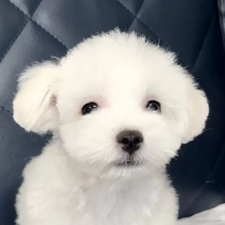 ID：2406-01366の子犬