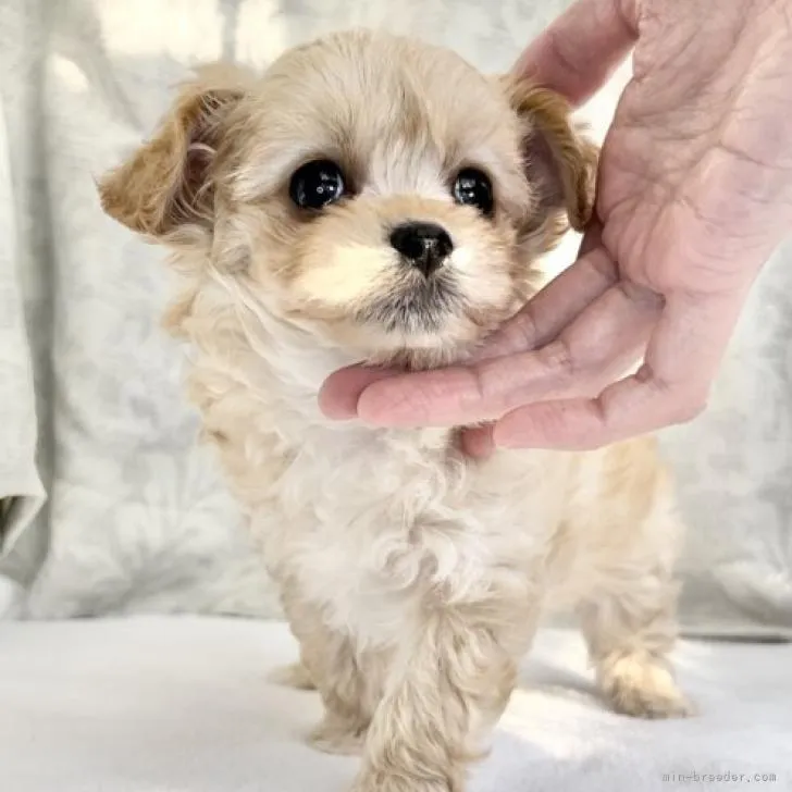 ID：2211-01706の子犬
