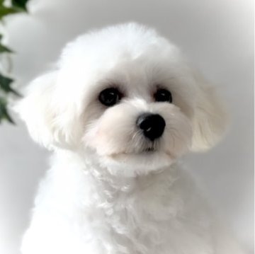 マルプー(トイプードル×マルチーズ)【福岡県・男の子・2023年8月15日・ホワイト】の写真「おめめくりくり👀✨」